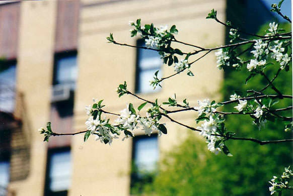 NEW-YORK PHOTO
